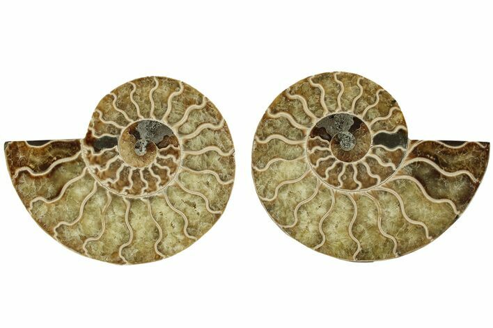 Cut & Polished, Agatized Ammonite Fossil - Madagascar #206838